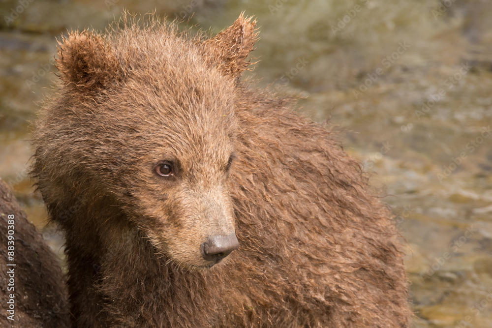 Fototapeta premium Close-up of brown bear cub turning head