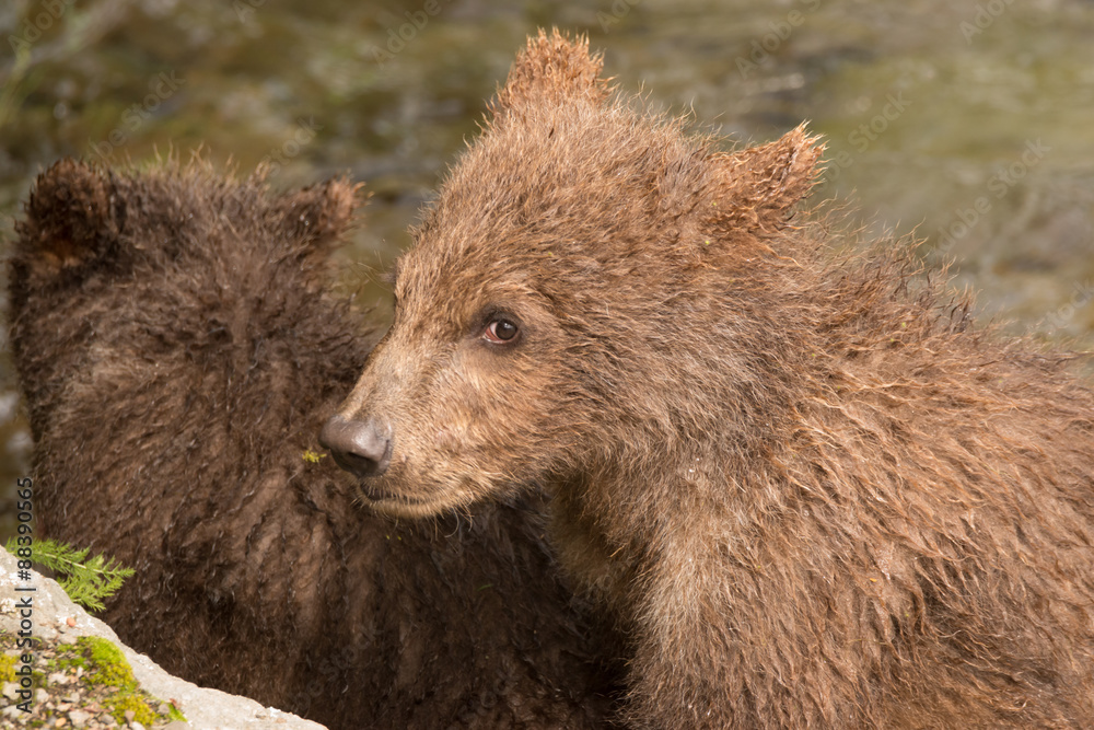 Close-up of head of brown bear cub