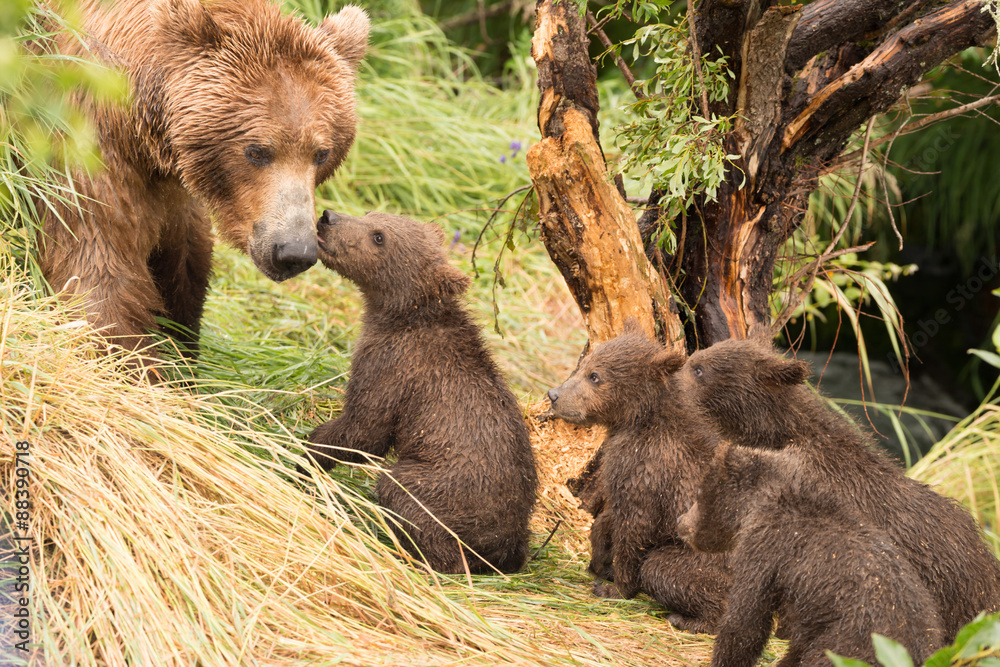Obraz premium Four bear cubs greet mother beside tree