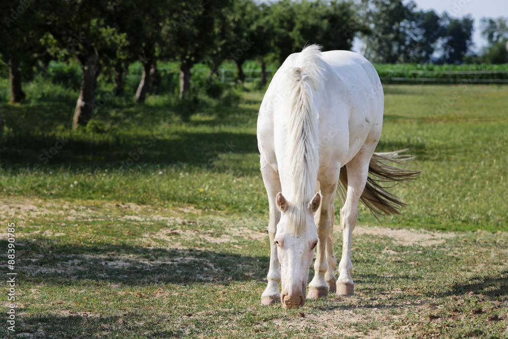 single white horse on meadow