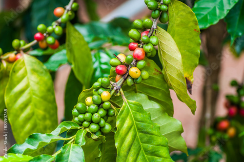 Coffee beans ripening on  tree plantation