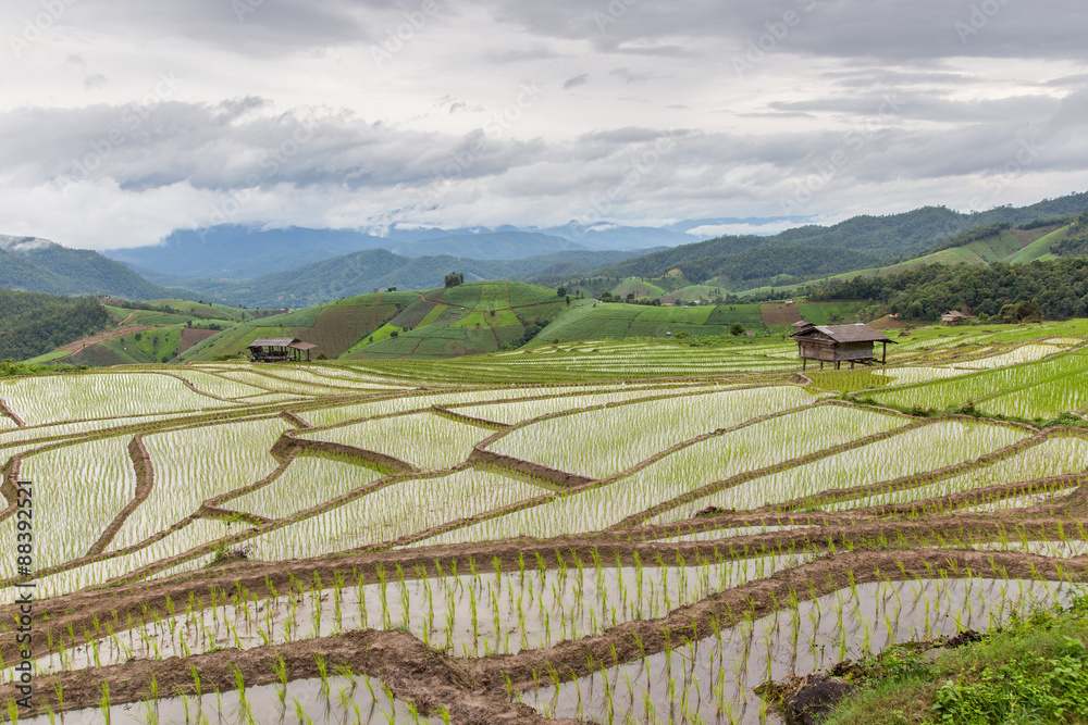 Green Terraced Rice Field in Pa Pong Pieng , Mae Chaem, Chiang Mai, Thailand