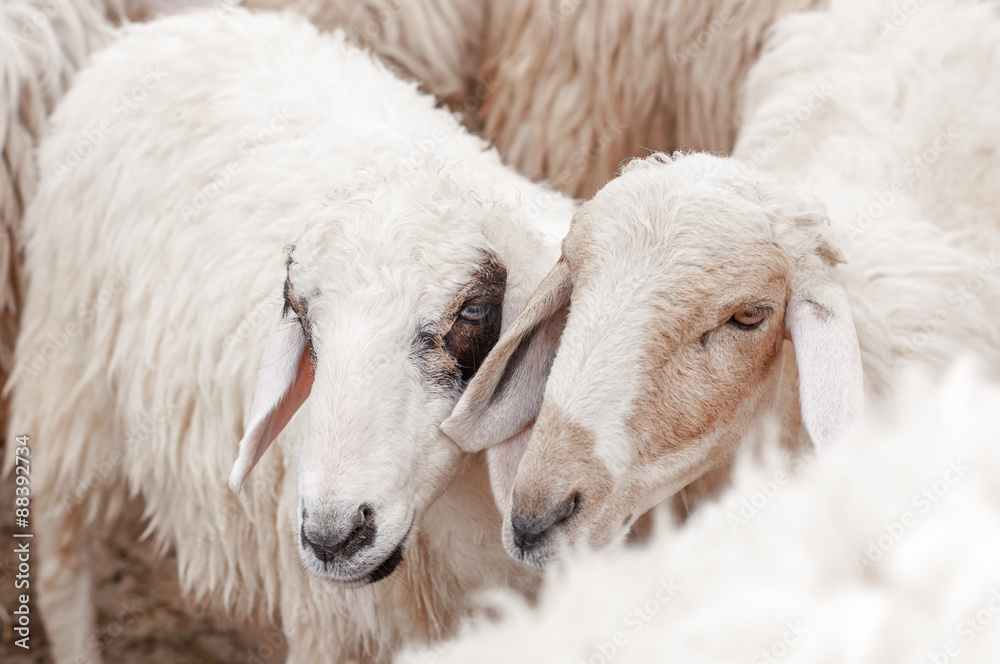 Fototapeta premium sheep in the farm are waiting for the food