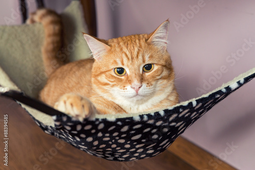 Fototapeta Naklejka Na Ścianę i Meble -  Happy ginger cat lying in a fur hammock