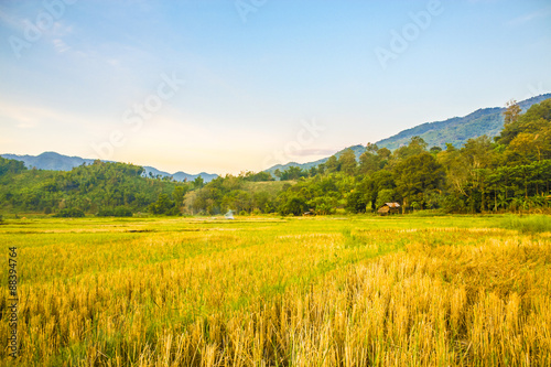 rice field