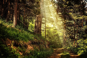 Poster Sprookjeswereld Magisch bospad met zonnestralen  © katafree
