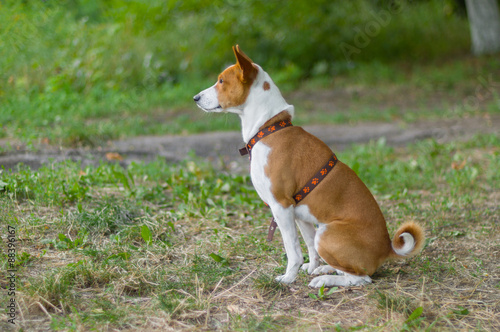 Outdoor portrait of basenji dog waiting for the master (shallow dof)