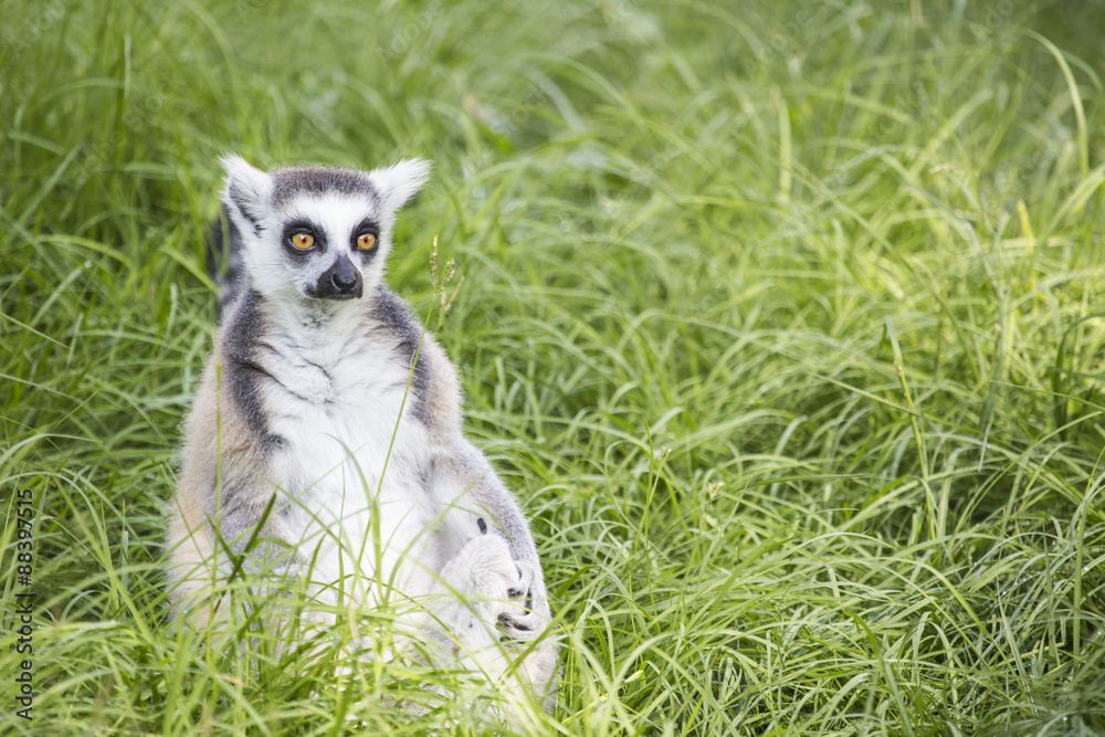 Ring-tailed lemur in the grass