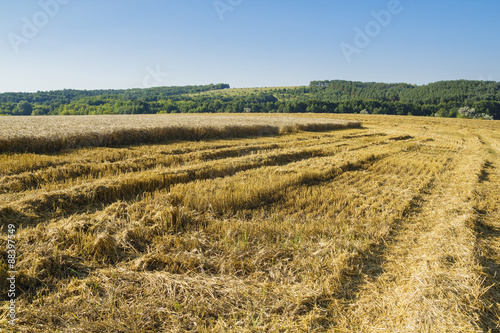 Sloping field of wheat. harvest