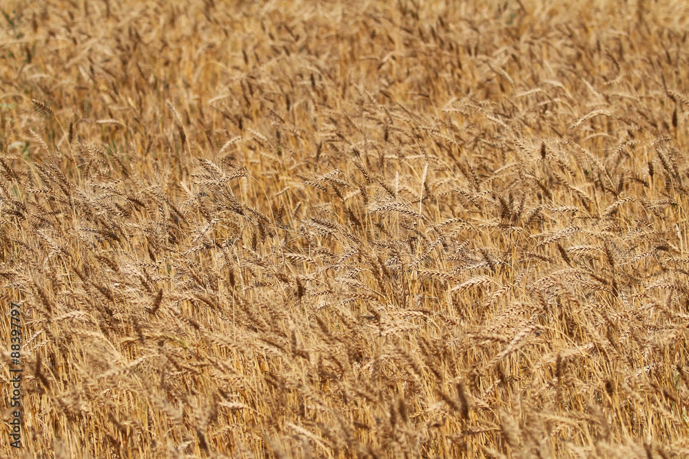 backdrop of ripening ears of yellow rye field backdrop of ripening ears of yellow rye field