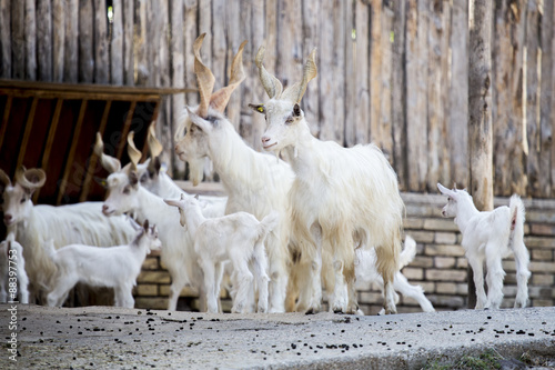 Herd of Girgentana domestic goats with kids photo