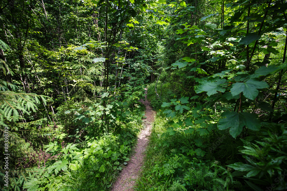 Fototapeta premium Trail through the forest