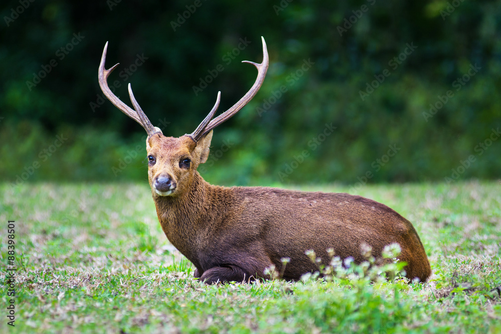 Hog deer on field, Phukhieo Wildlife Sanctuary, Chaiyaphum province. Thailand Hog deer on field, Phukhieo Wildlife Sanctuary, Chaiyaphum province. Thailand