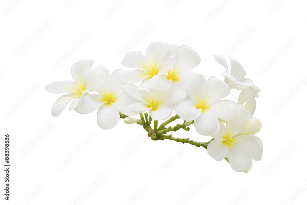 Plumeria Plumeria