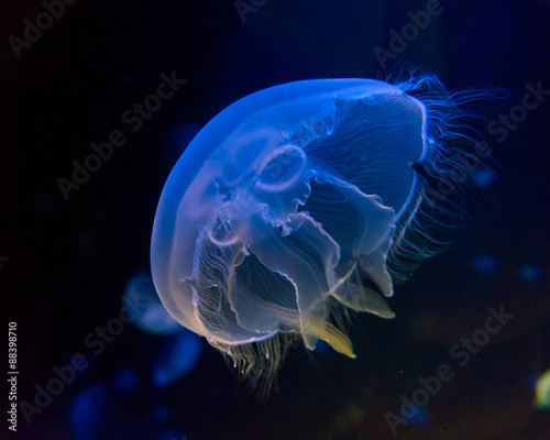 Moon jellyfish  in an aquarium photo