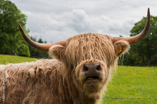 Highland cows. Cow breed originating from scotland