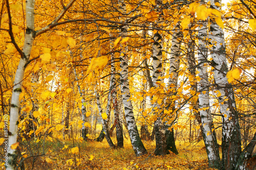 fall golden birch grove