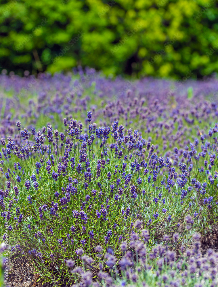 Lavender field Lavender field