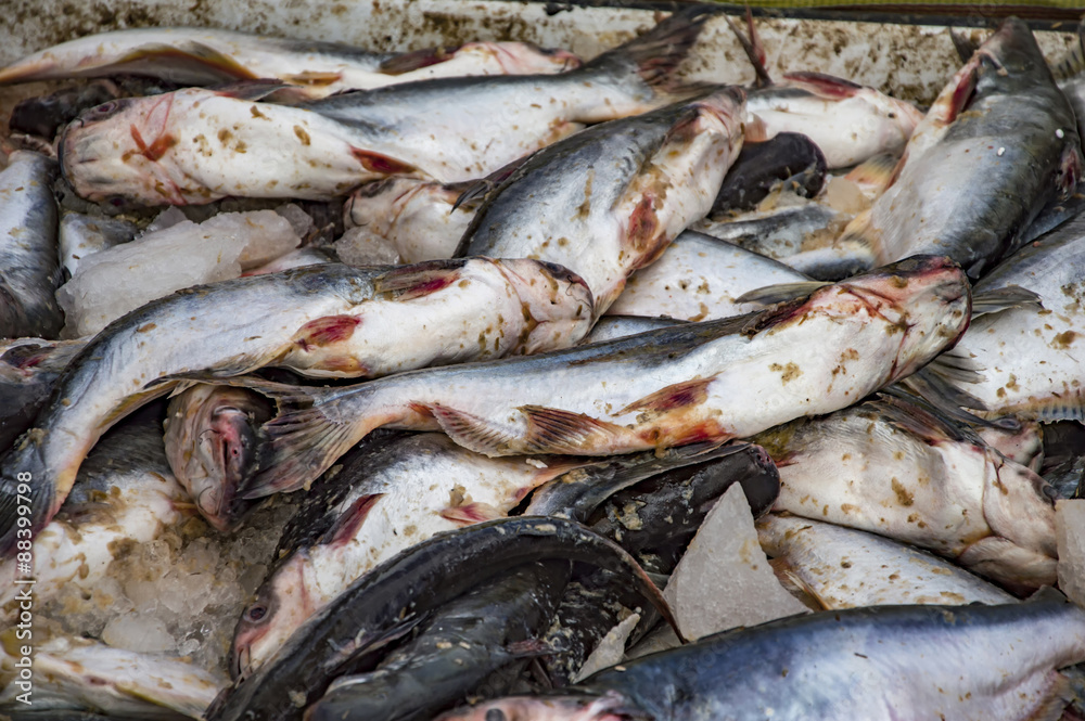 Fototapeta premium Dead catfish on sale