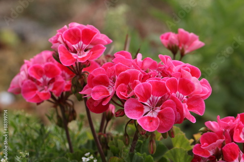 Fototapeta Naklejka Na Ścianę i Meble -  Geranium