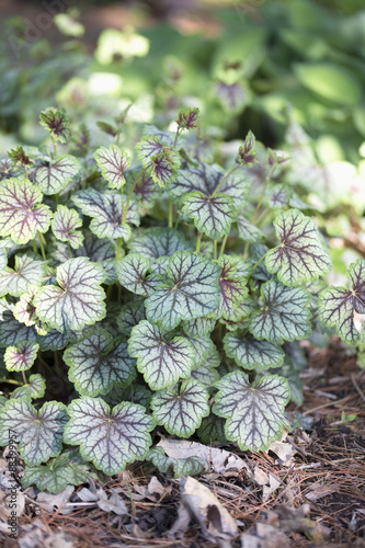 Heuchera - Green Spice