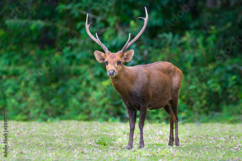 Hog deer on field, Phukhieo Wildlife Sanctuary, Chaiyaphum province. Thailand
