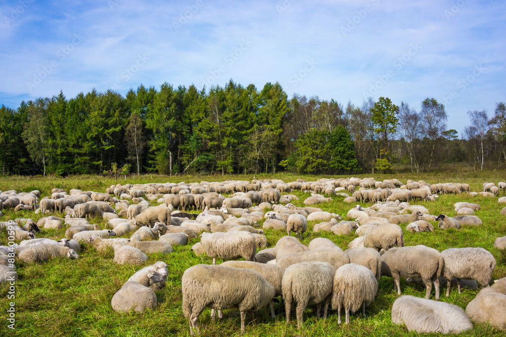 Fototapeta premium group of sheep on a pasture. Grazing lamb