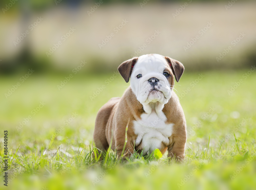 Cute english bulldog puppies playing outdors