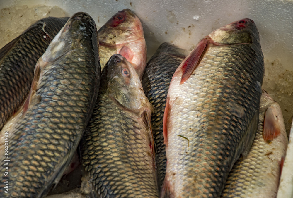 Rohu fish in the box