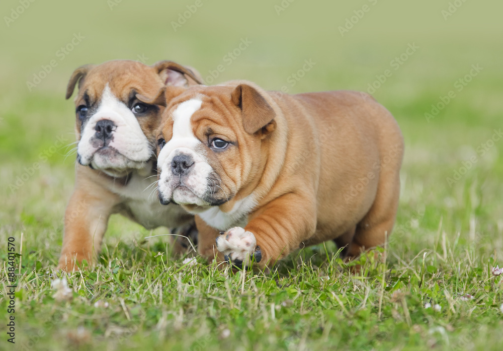 Cute english bulldog puppies playing outdors