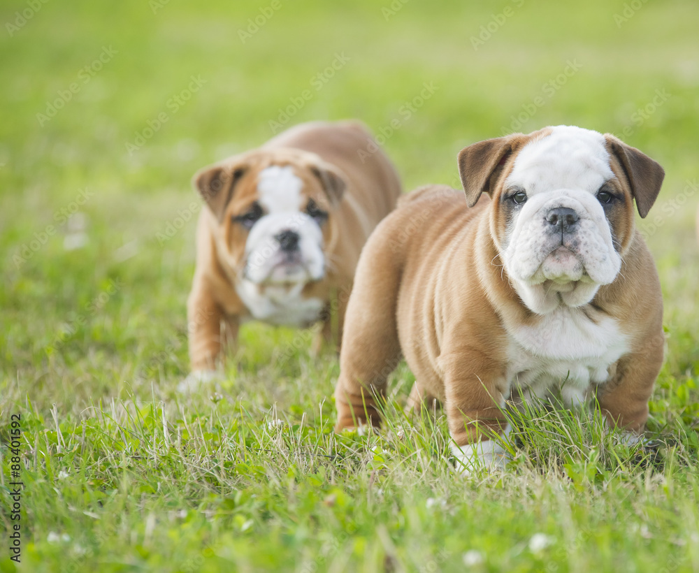 Cute english bulldog puppies playing outdors Cute english bulldog puppies playing outdors