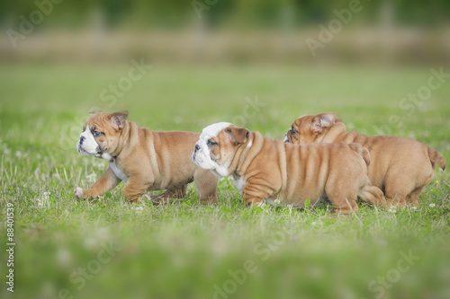 Cute english bulldog puppies playing outdors