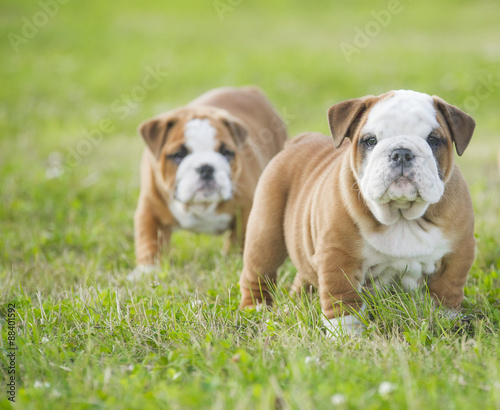 Cute english bulldog puppies playing outdors