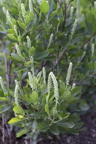 Summersweet - Sixteen Candles