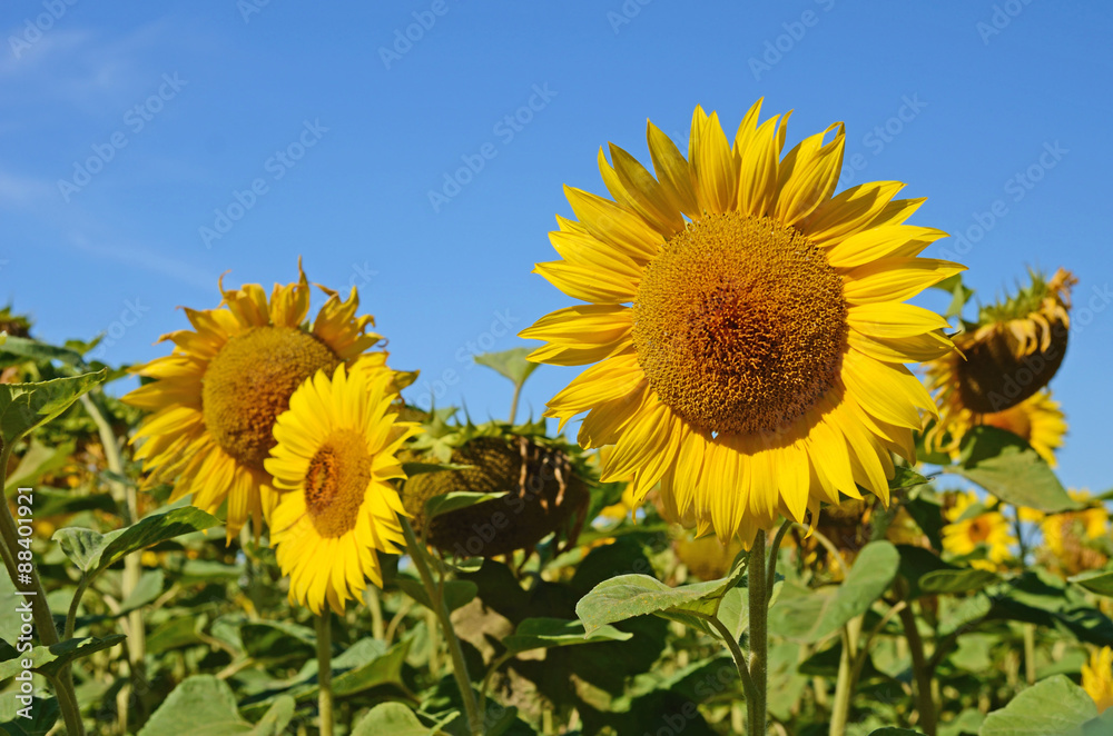Idyllic landscape with large sunflowers against the sky on a sun Idyllic landscape with large sunflowers against the sky on a sun