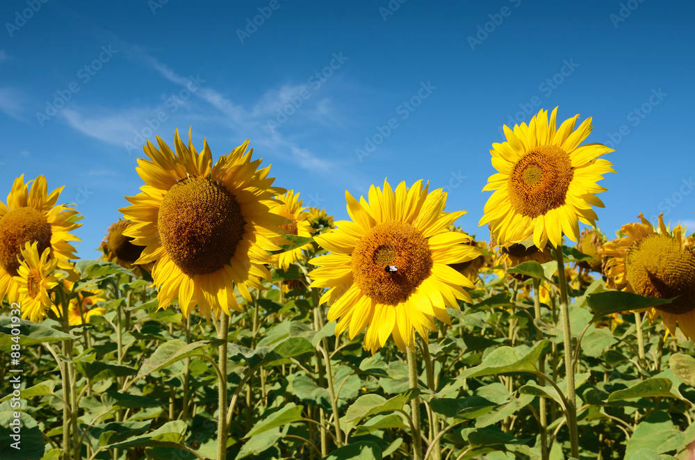 Idyllic landscape with large sunflowers against the sky on a sun Idyllic landscape with large sunflowers against the sky on a sun