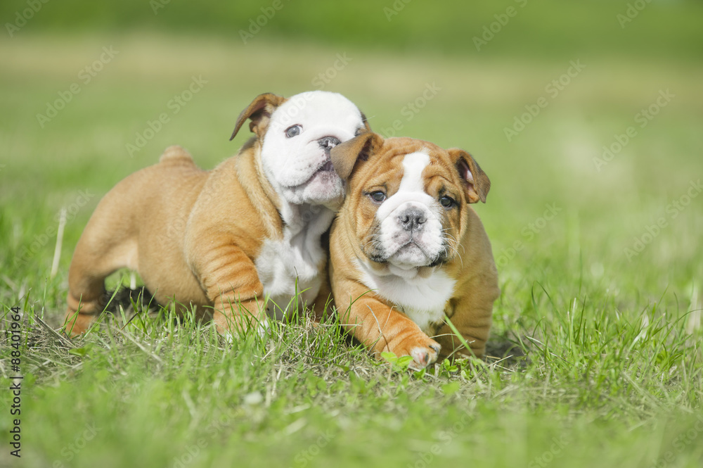 Cute english bulldog puppies playing outdors Cute english bulldog puppies playing outdors
