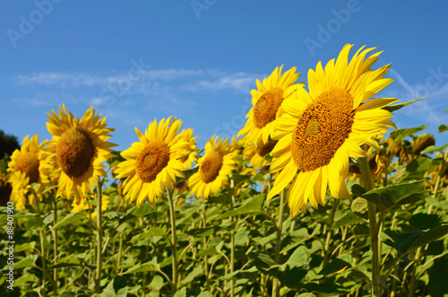 Idyllic landscape with large sunflowers against the sky on a sun