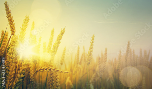 art golden wheat field and sunny day