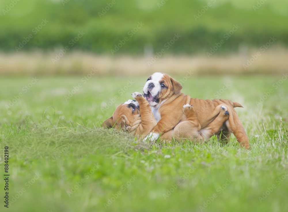 Cute english bulldog puppies playing outdors