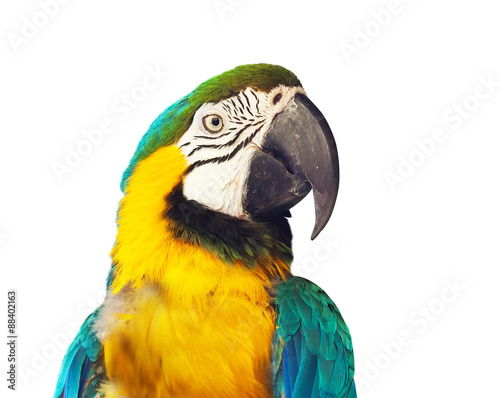 Head of macaw papagay