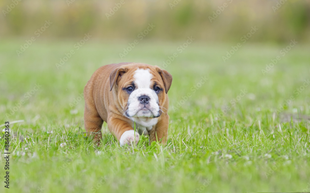 Fototapeta premium Cute english bulldog puppies playing outdors