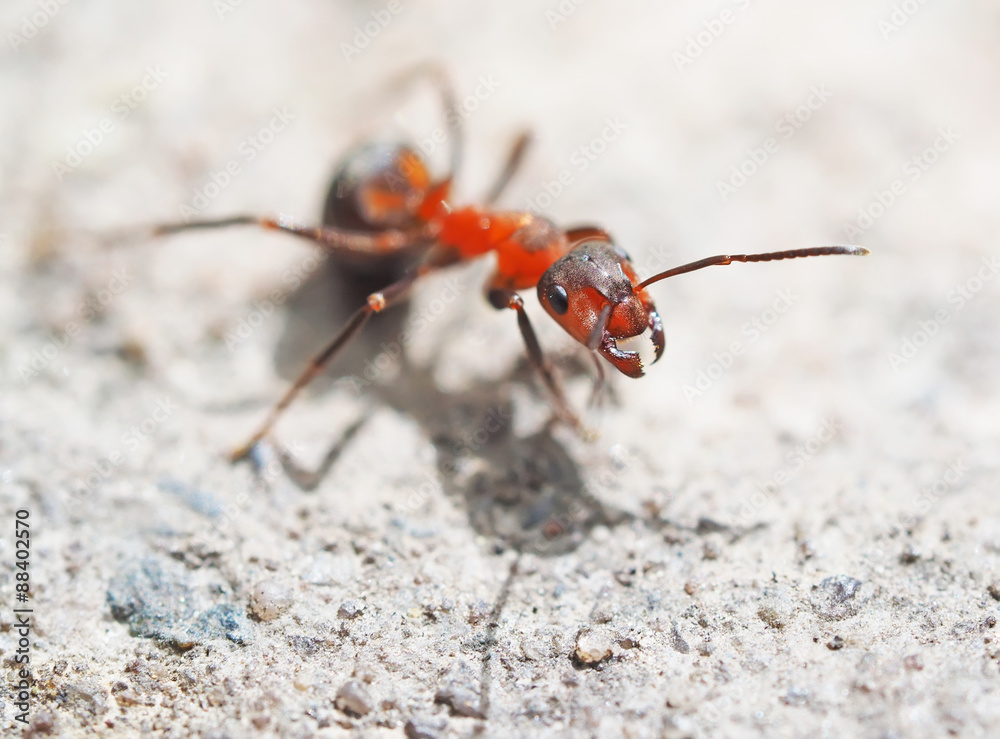 Ant in the forest Ant in the forest