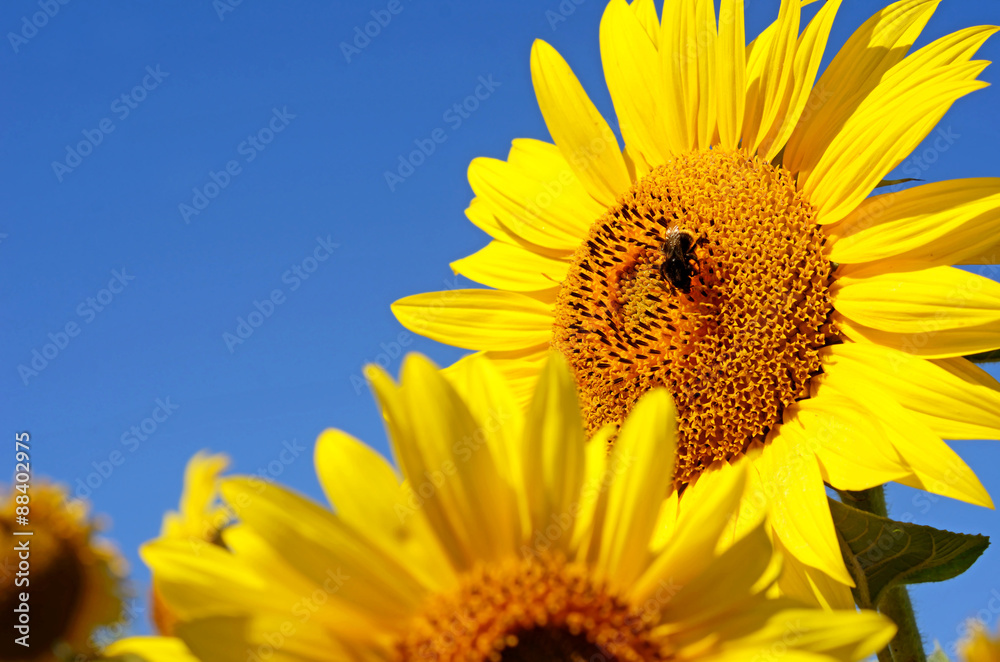 Naklejka premium Fabulous landscape with sunflowers and bee against the sky on a