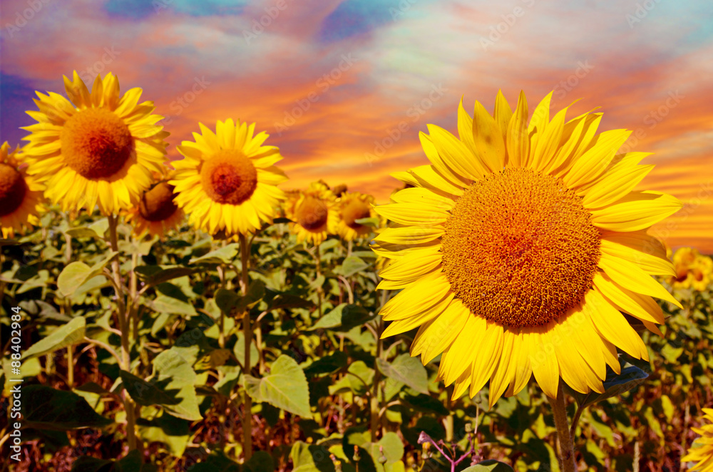 A magical landscape with sunflowers at sunrise against the sky (