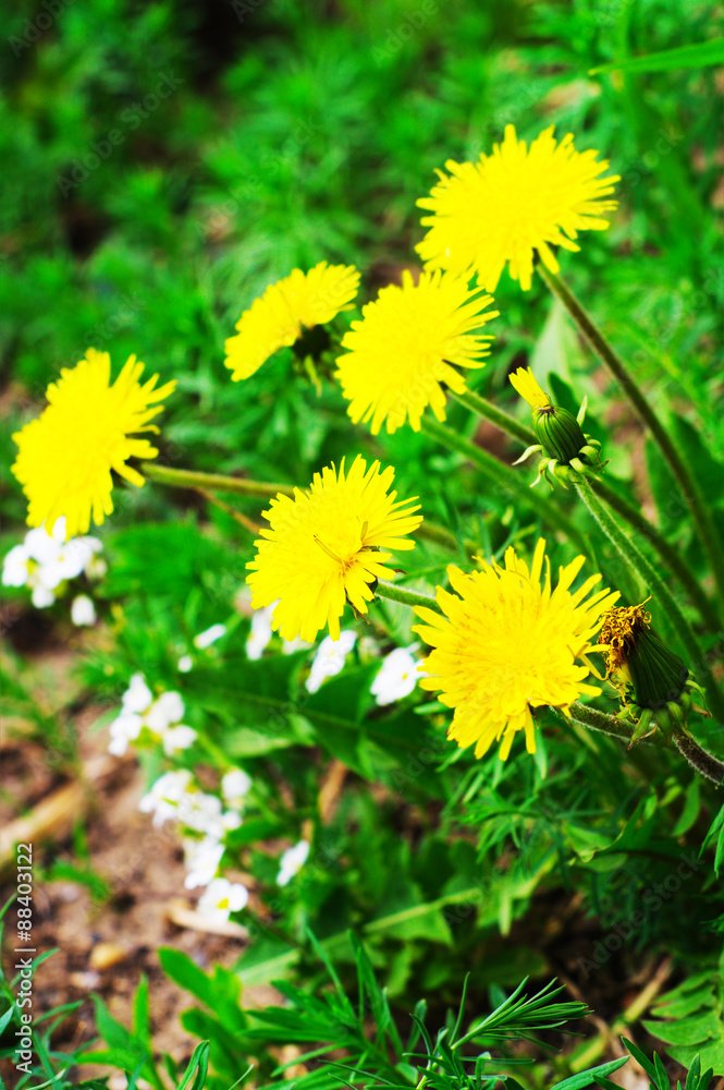 Yellow dandelions with green leaves. Selective focus Yellow dandelions with green leaves. Selective focus
