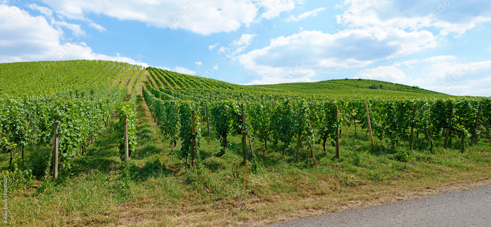 Obraz premium Vineyard panorama