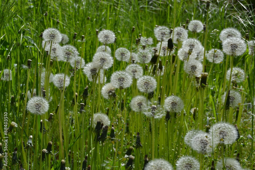 Obraz premium Dandelion