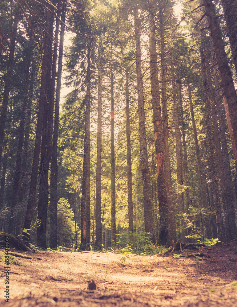 Pine forest in sunlight. Retro style