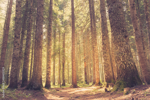 Pine forest in sunlight. Retro style